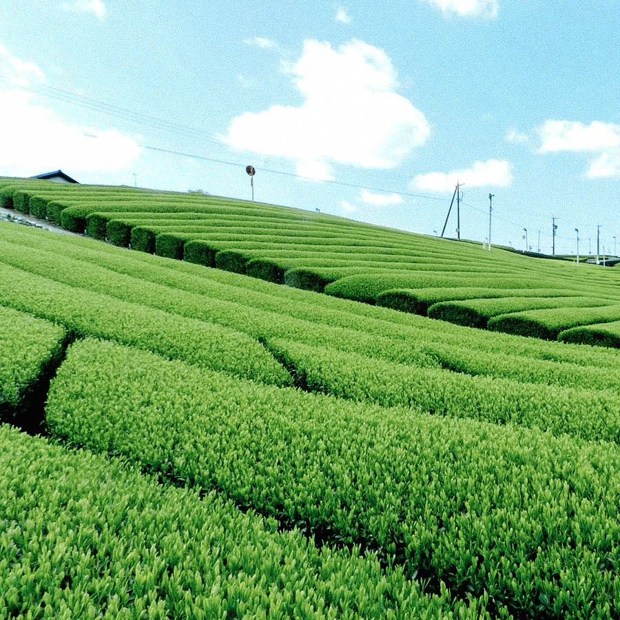 Shincha Tanegashima Yabukita Shincha Tanegashima Yabukita