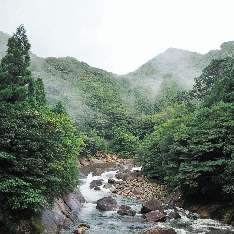 Hashiri Shincha Yakushima Yutakamidori Hashiri Shincha Yakushima Yutakamidori