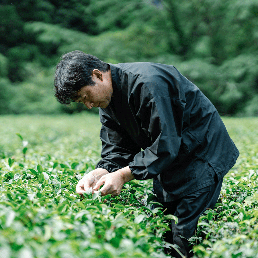 Fukamushi Sencha Niikawa Yamakai Bio