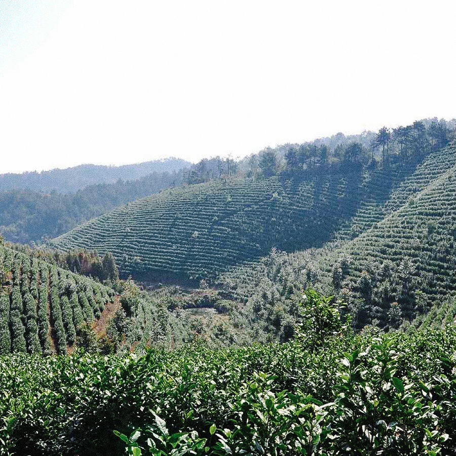 Anji Bai Cha Premium Anji Bai Cha Premium