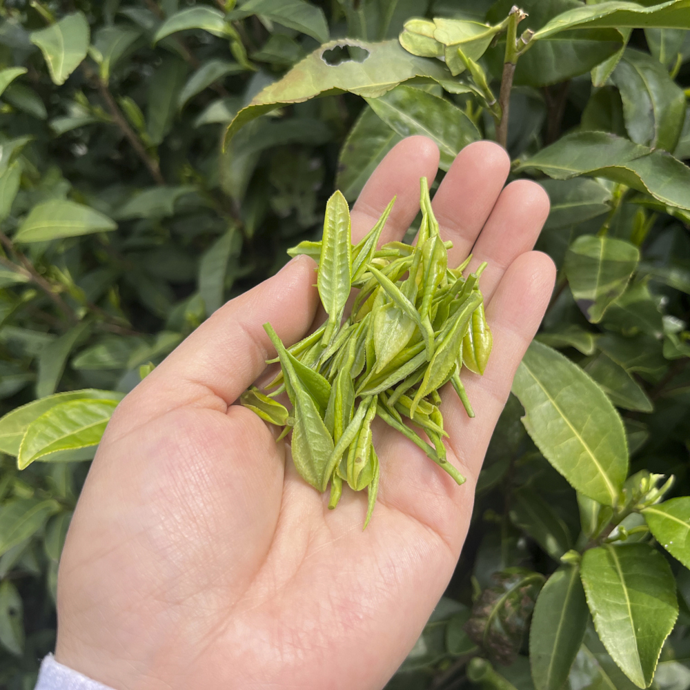 Anji Bai Cha Premium Grade Pest.Free Anji Bai Cha Premium Grade Pest.Free