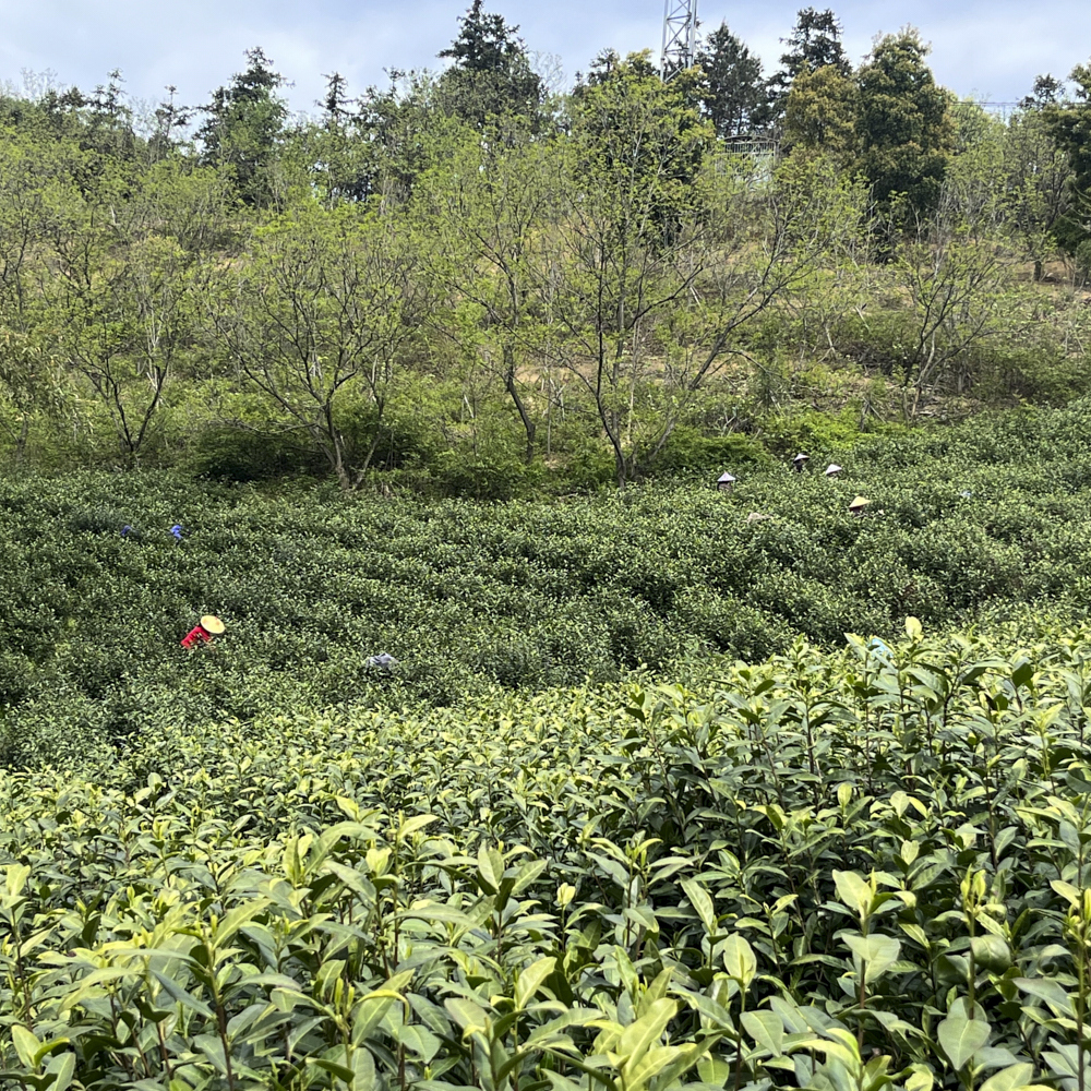 Anji Bai Cha Premium