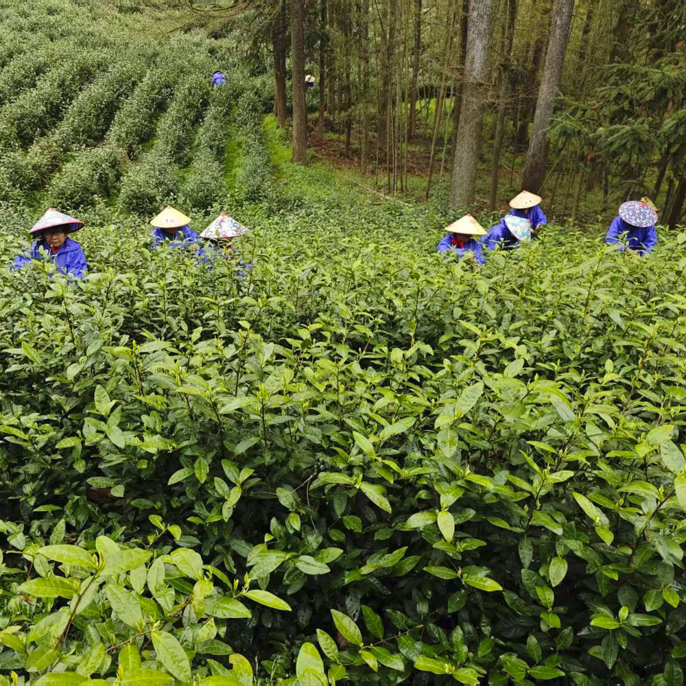 Anji Bai Cha Premium