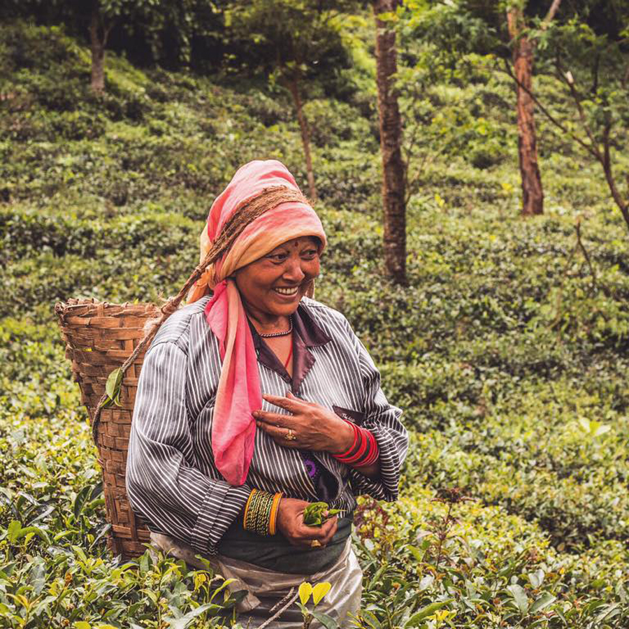 Makaibari FTGFOP1S Darjeeling First Flush Organic 