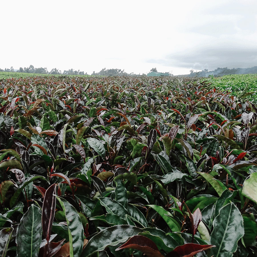 Mt. Kenya Purple  Pest.Free