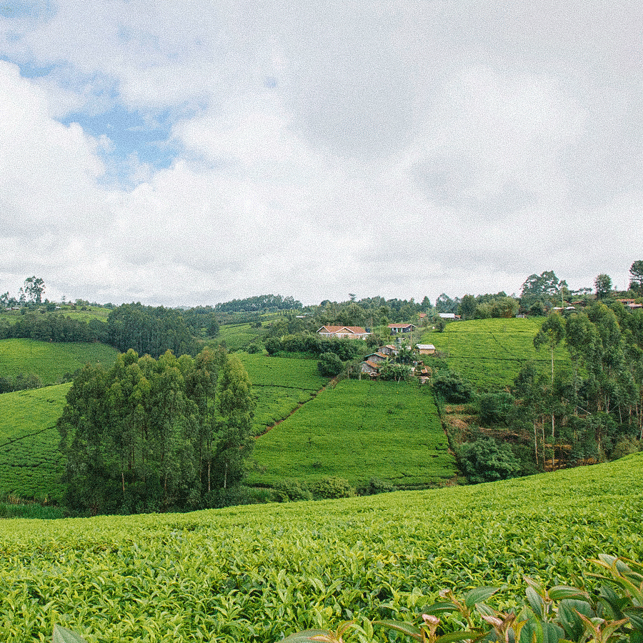 Thé Violet Blanc Du Mont Kenya