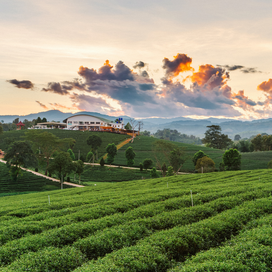 Orange Valley SFTGFOP1 Blend Darjeeling Orange Valley SFTGFOP1 Blend Darjeeling