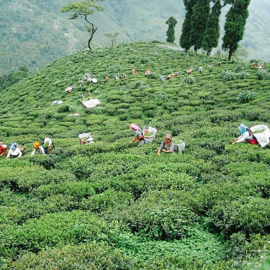 Phuguri FTGFOP1 Bio Darjeeling Second Flush Phuguri FTGFOP1 Bio Darjeeling Second Flush