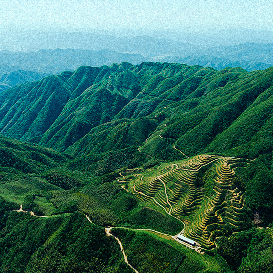 Furong Shan Anhua Heicha Pest.Free Furong Shan Anhua Heicha Pest.Free