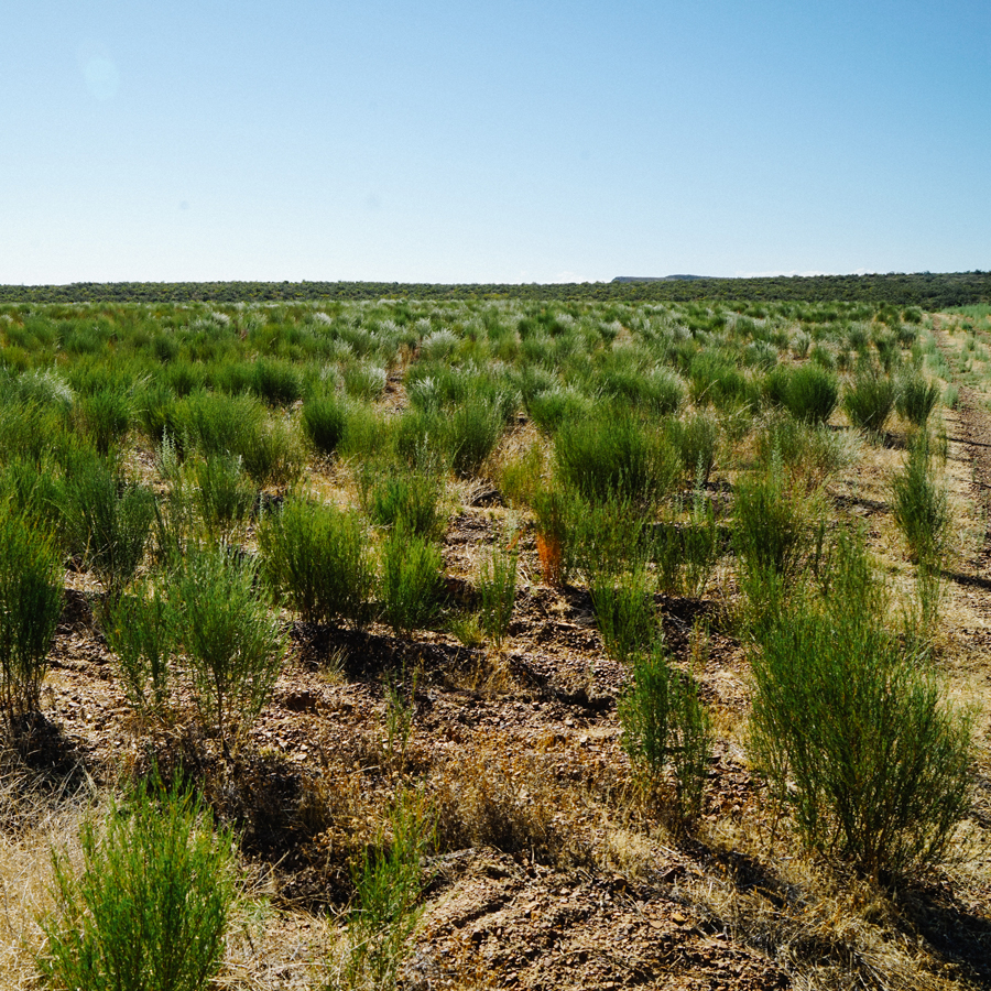 Pesticide-Free Green Rooibos Lavender