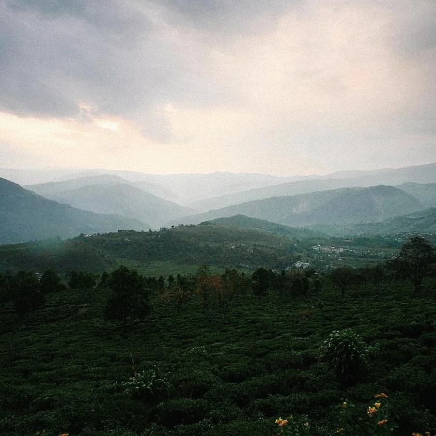 Darjeeling Earl Grey bio
