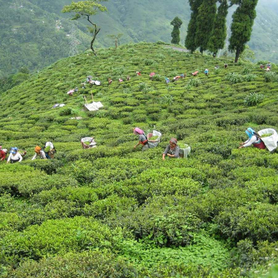 Lady Orange Earl Grey Bio