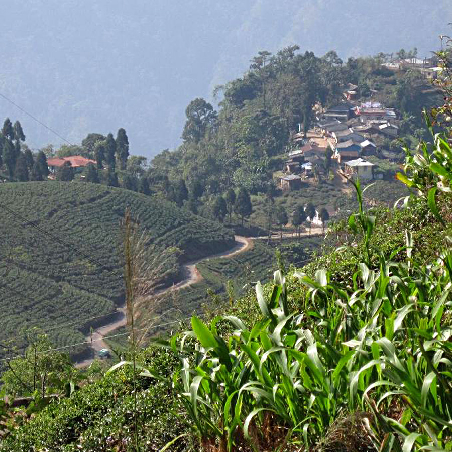 Lady Orange Earl Grey bio