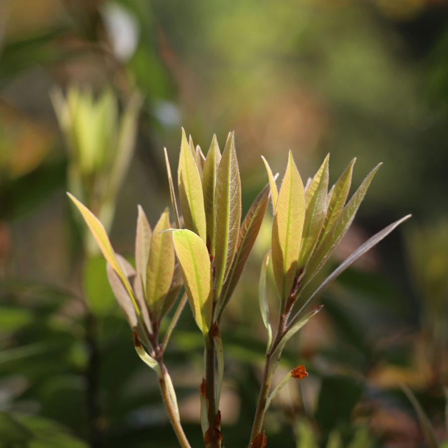 Lao Ying Highest Grade sans pesticides