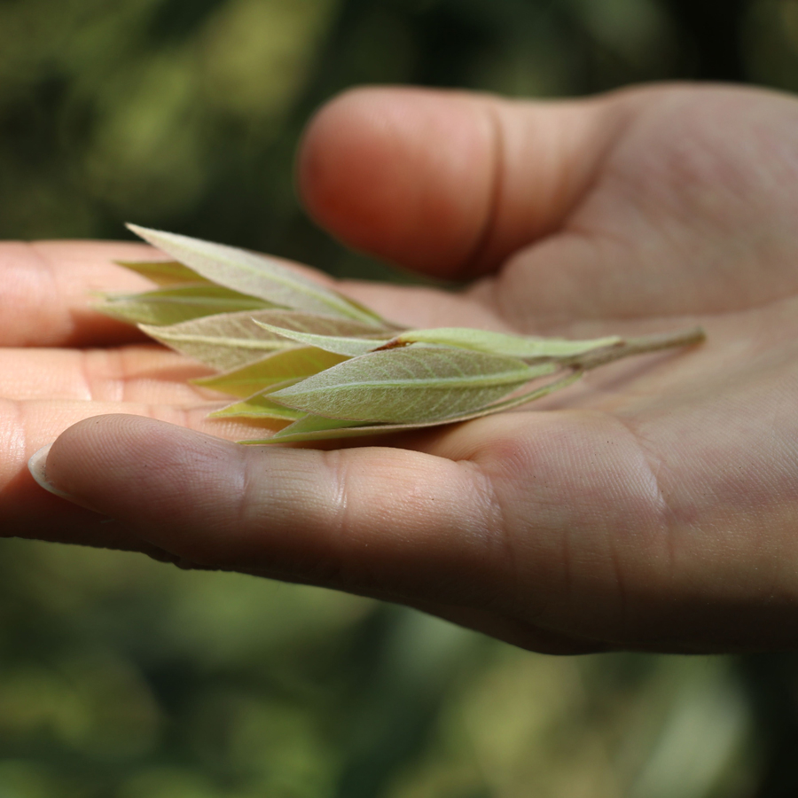 Lao Ying Highest Grade sans pesticides