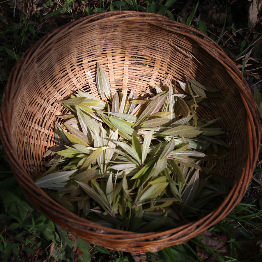 Lao Ying Super Premium sans pesticides Lao Ying Super Premium sans pesticides