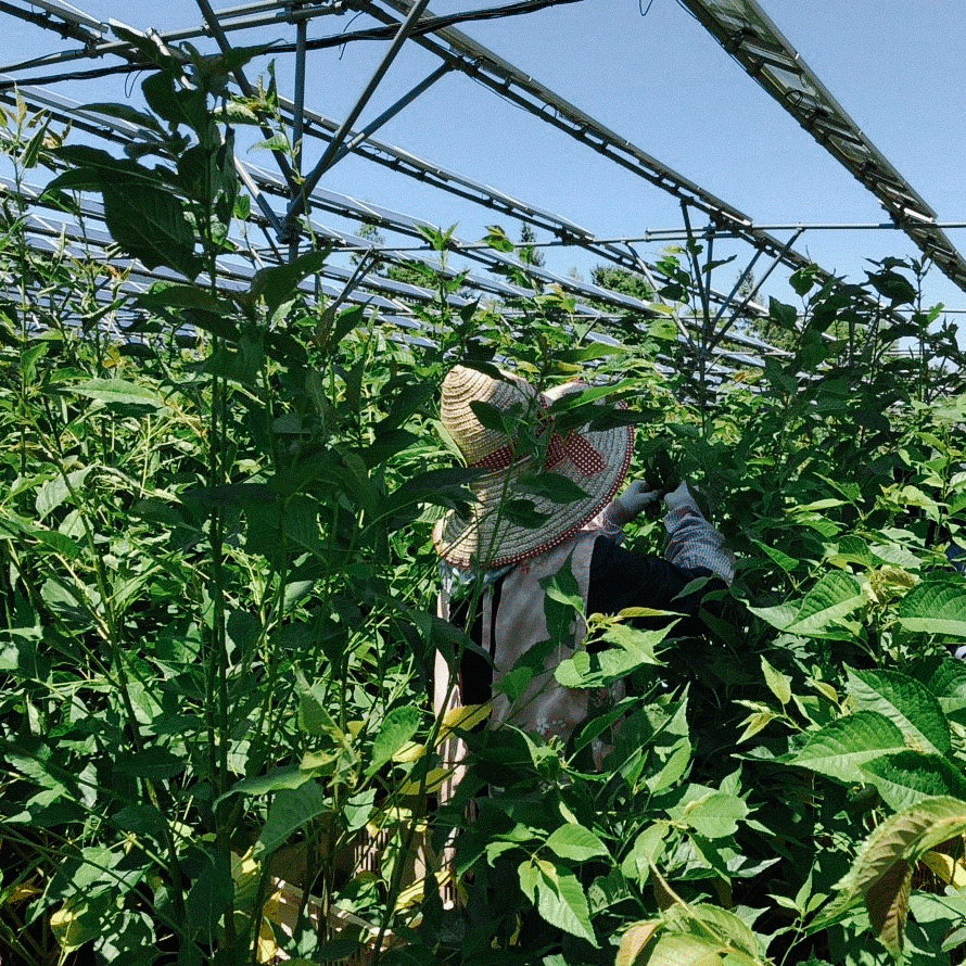 Sakura Rose Moon Light sans pesticides