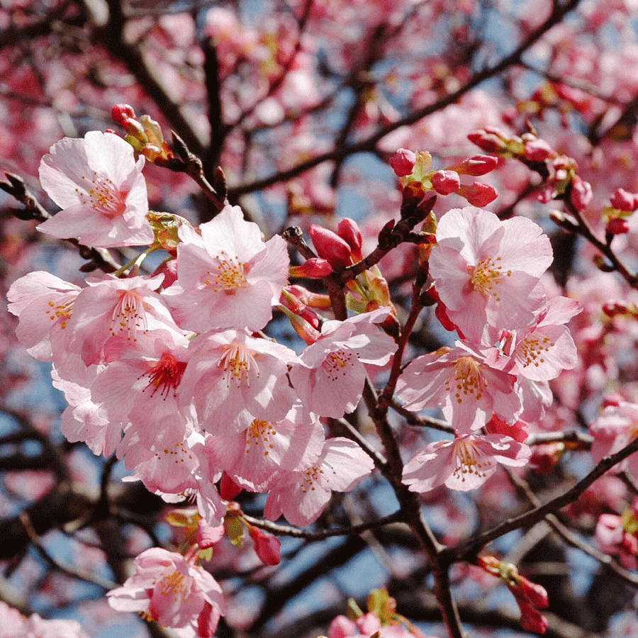 Sakura Rose Moon Light pesticides free