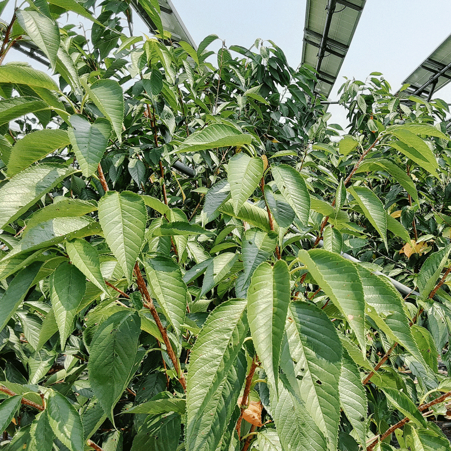 Sencha Chiran Sakura Pesticide Free