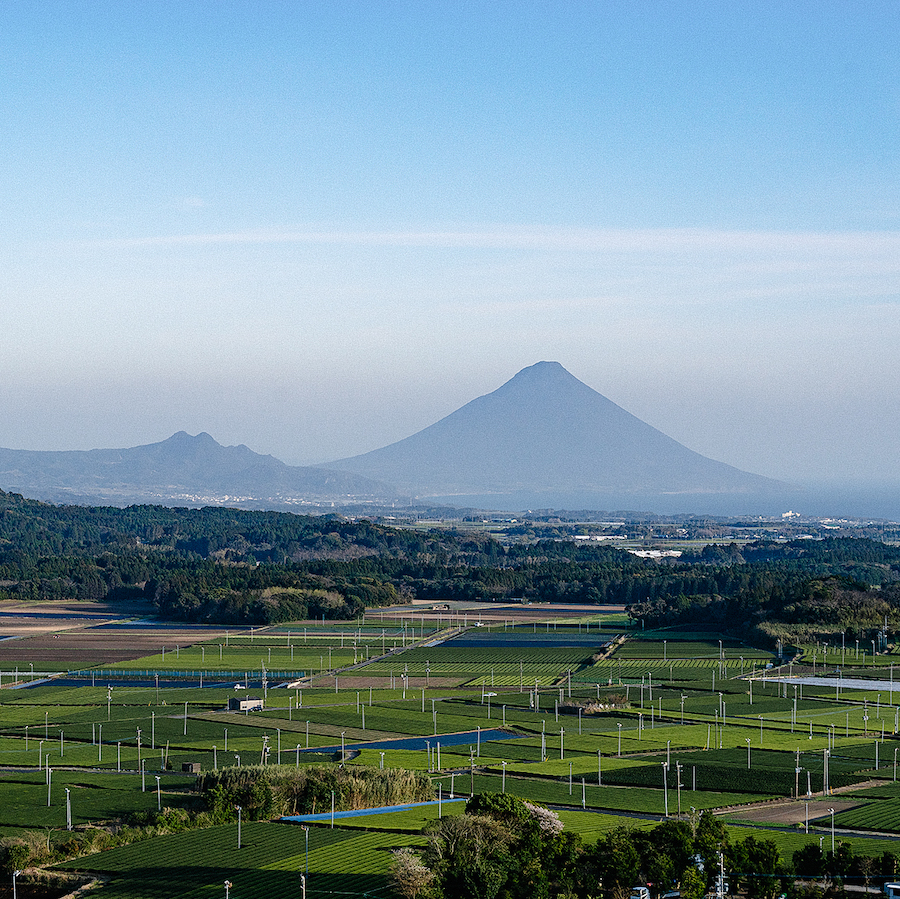 Mizudashi Sencha Sakura Rose Pest.Free Mizudashi Sencha Sakura Rose Pest.Free