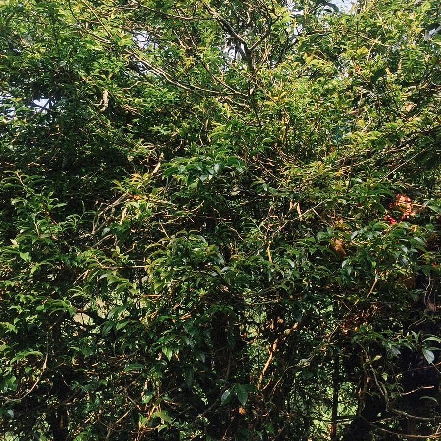 Ya Bao Purple Highest Grade White Tea, Yunnan