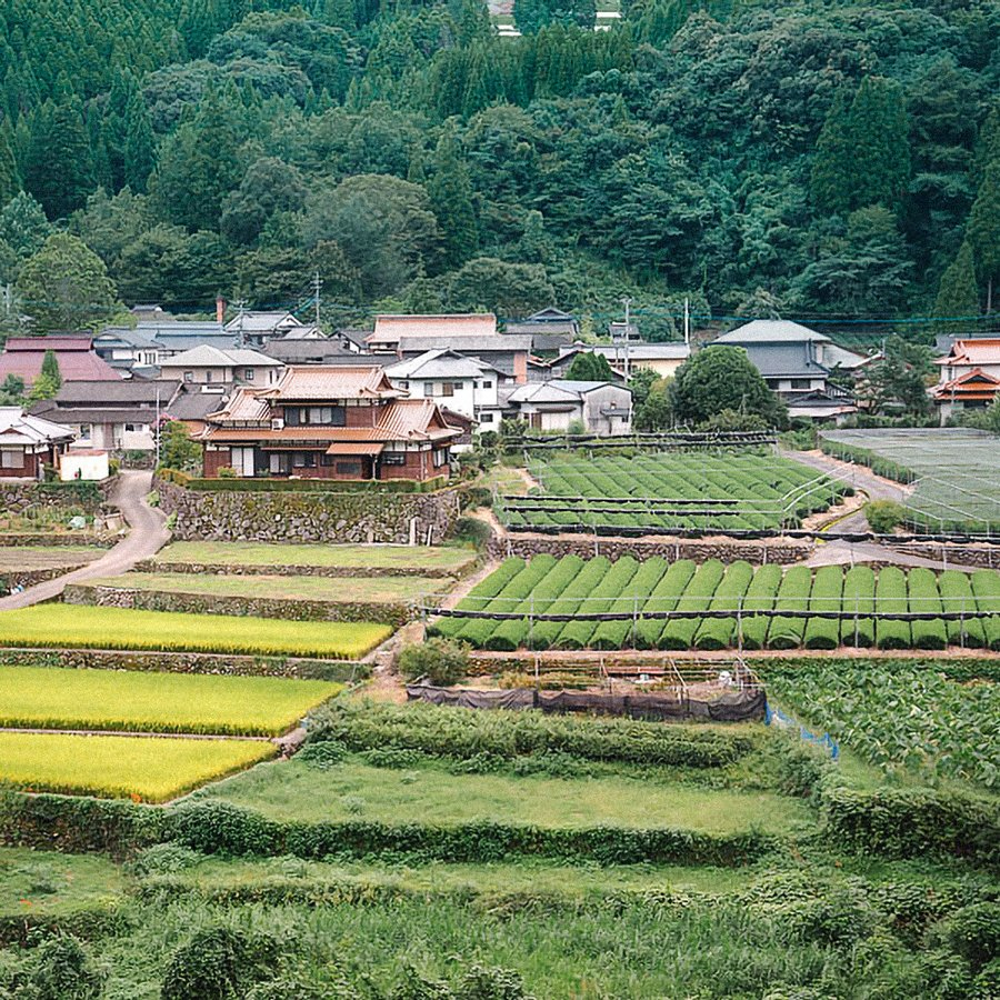 Gyokuro Hoshino Gyokuro Hoshino