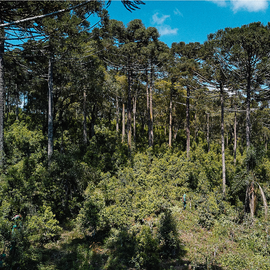 Yerba Mate Triunfo Green Organic