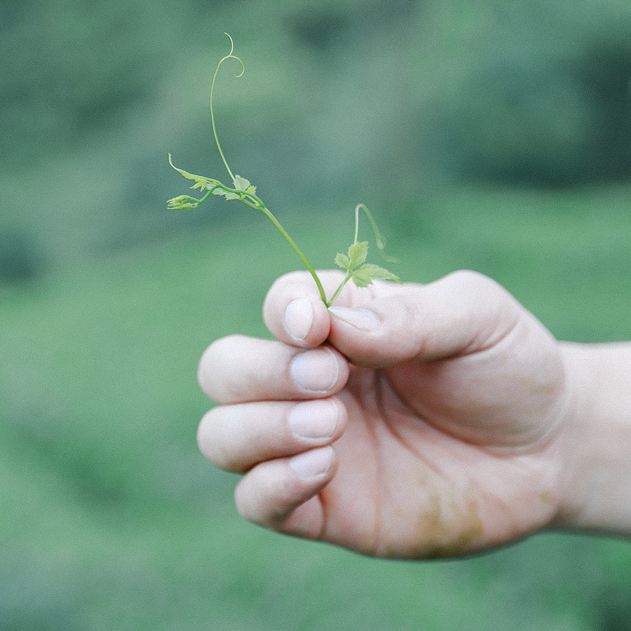 Jiaogulan 7 Leaves Jiaogulan 7 Leaves