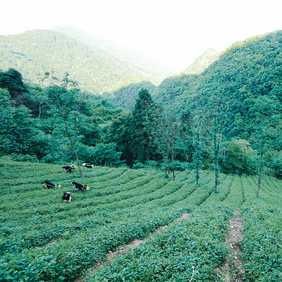 Jiaogulan à 5 feuilles