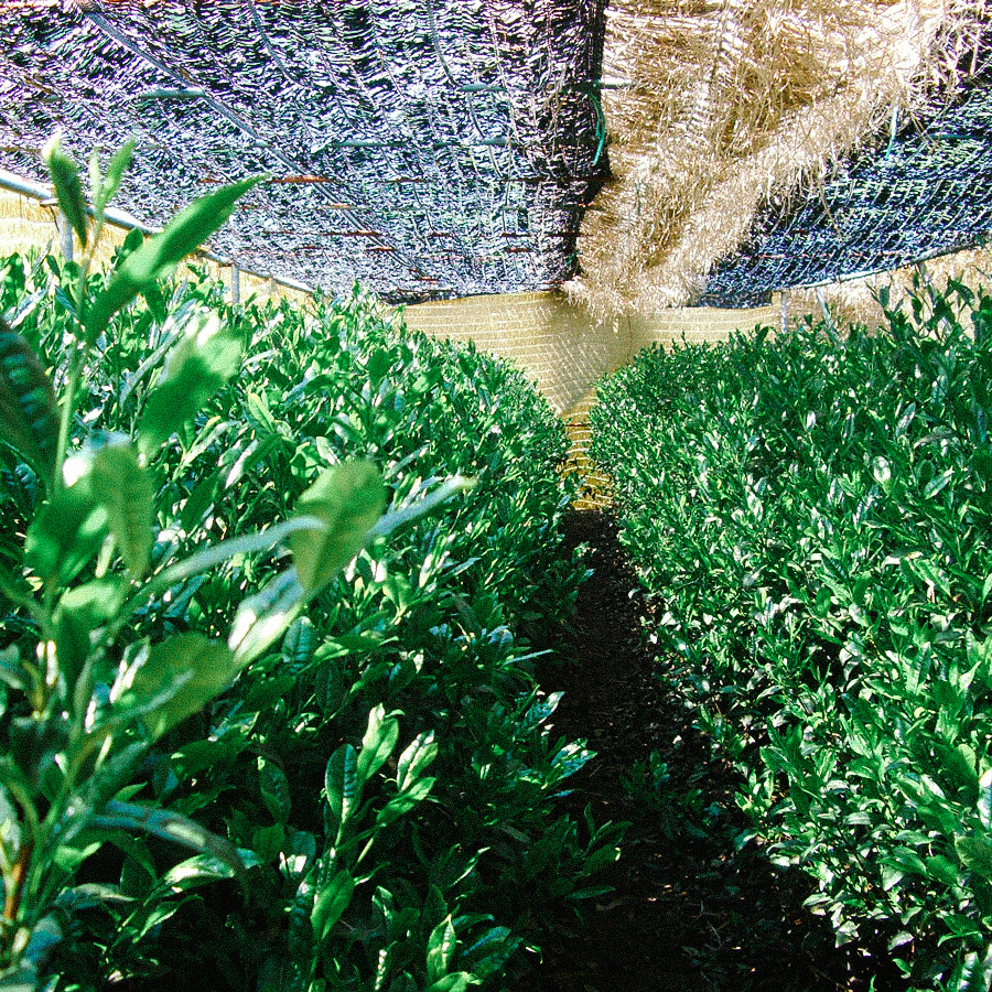 Organic Shibushi Gyokuro