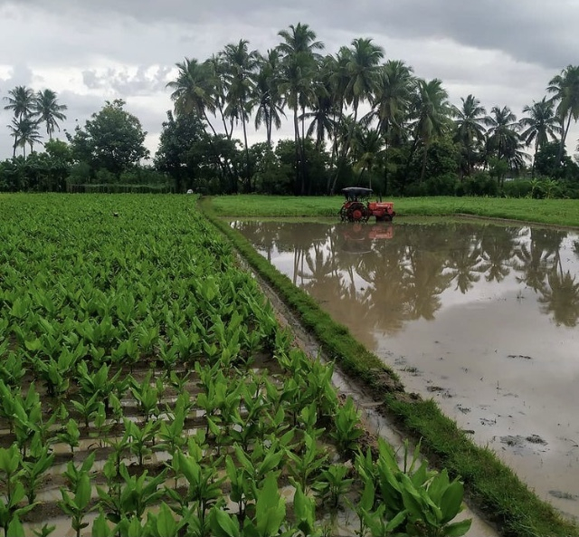 Golden Kurkuma Basentee Bio Golden Kurkuma Basentee Bio