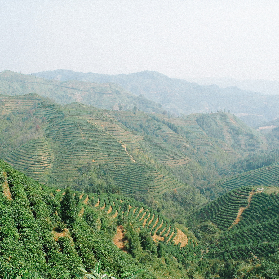 Yunnan Bai Mu Dan Organic Earl Grey
