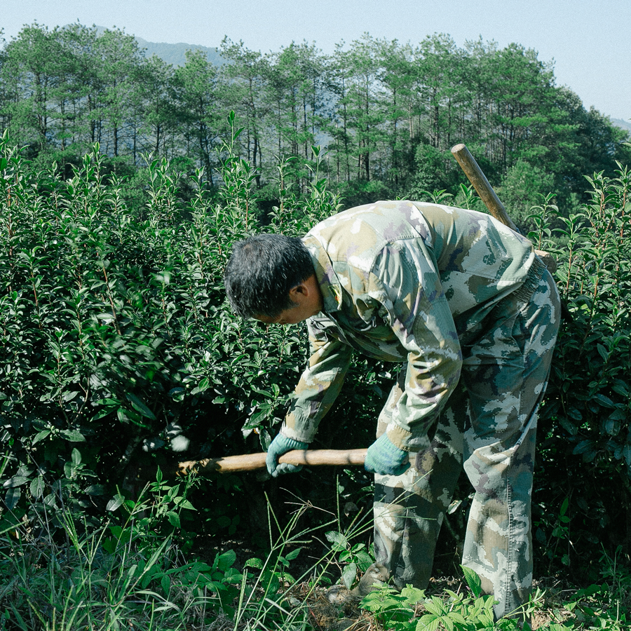 Zheng He Bai Mu Dan Pest.Free