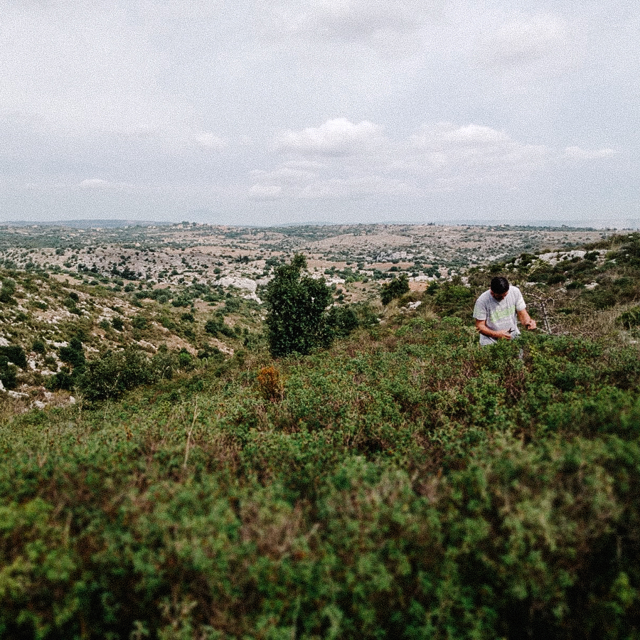 Organic Cistus Tea Organic Cistus Tea