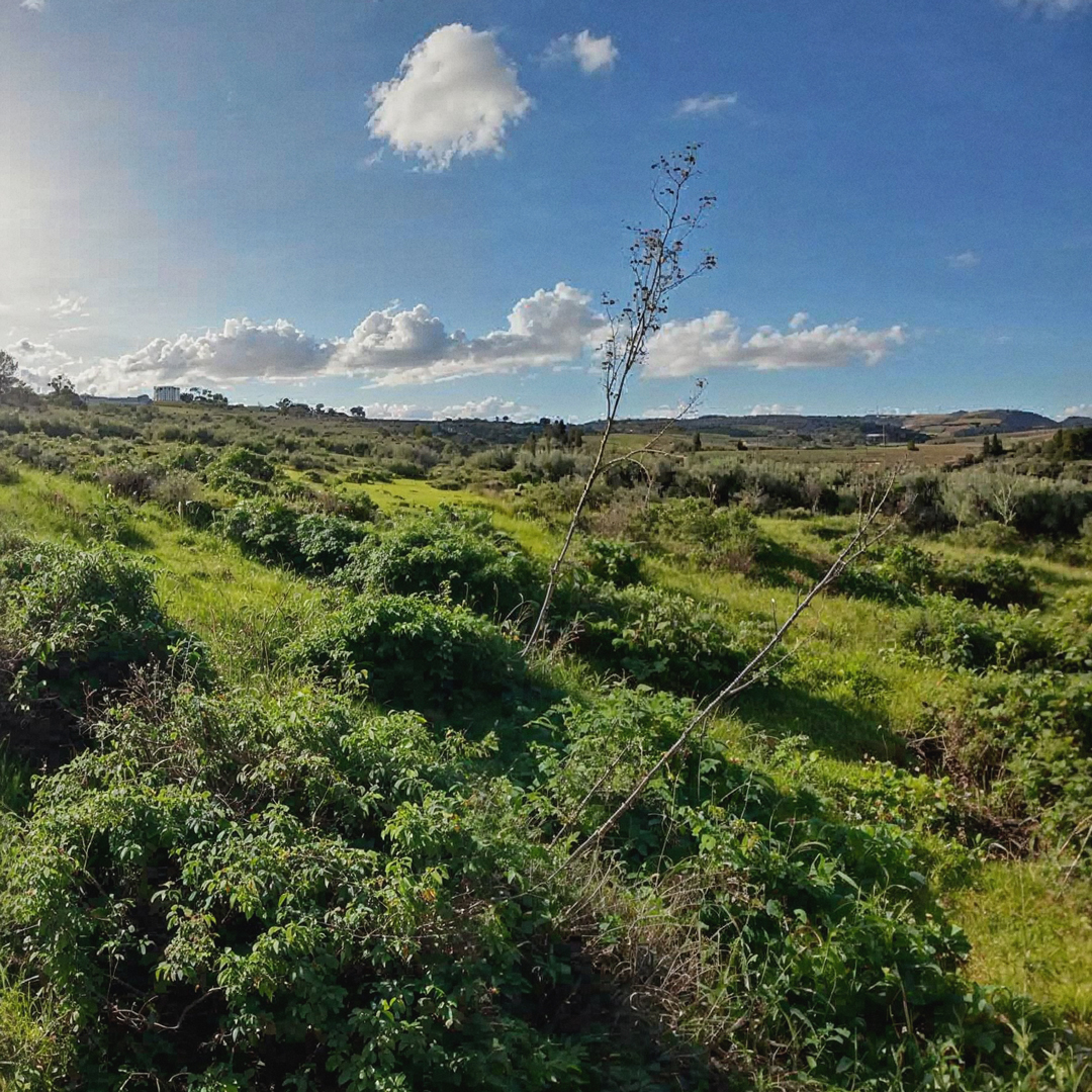 Cistustee Bio Bergkräuter