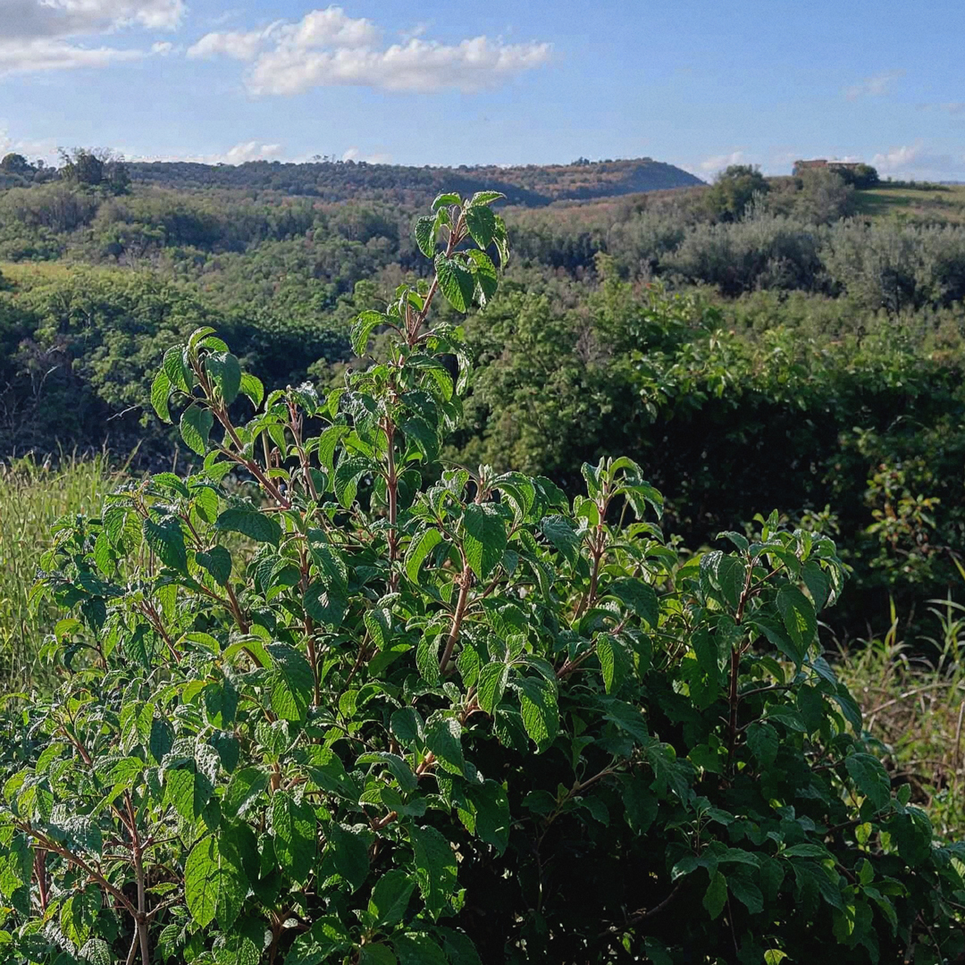 Organic Cistus Tea Organic Cistus Tea