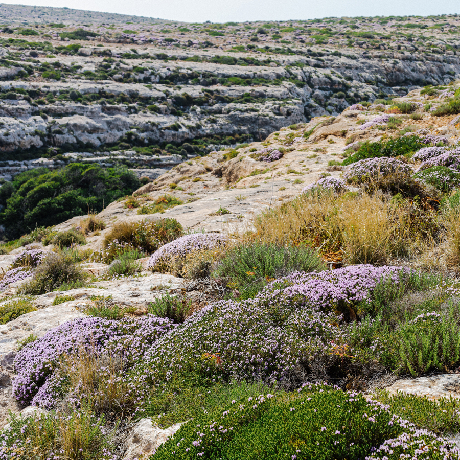 Thymiantee Italien Bio Thymiantee Italien Bio