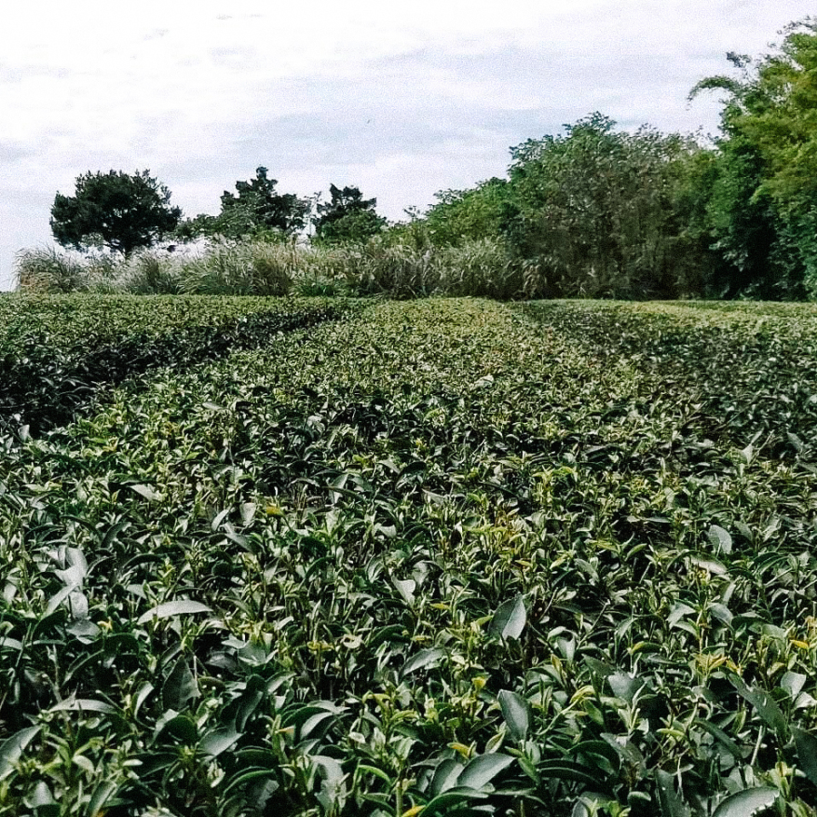 Oriental Beauty Imperial Grade