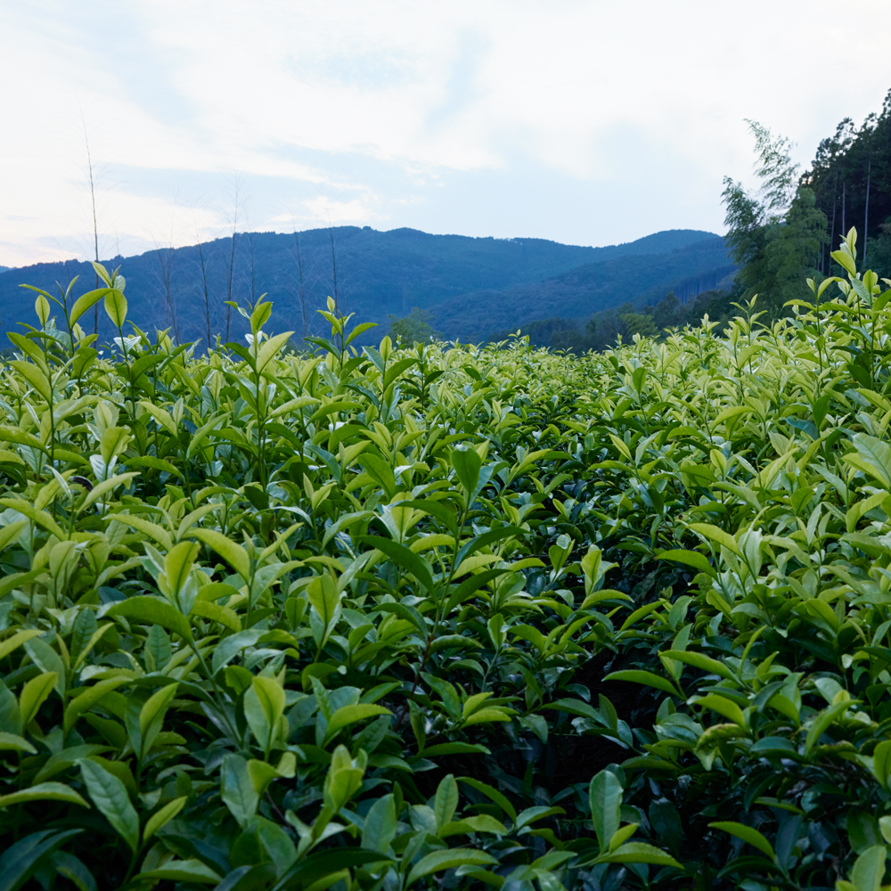 Gyokuro Hoshino Okumidori Gyokuro Hoshino Okumidori