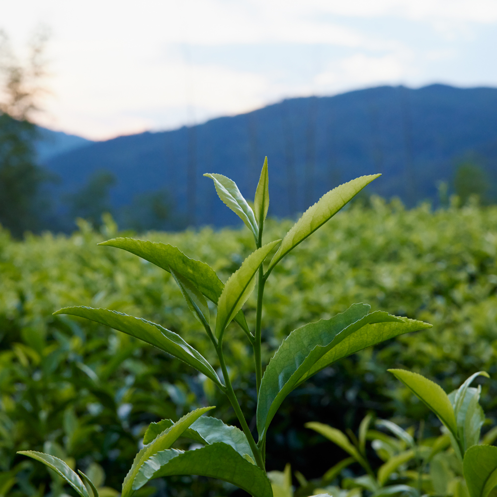 Sencha Hoshino Hakusei