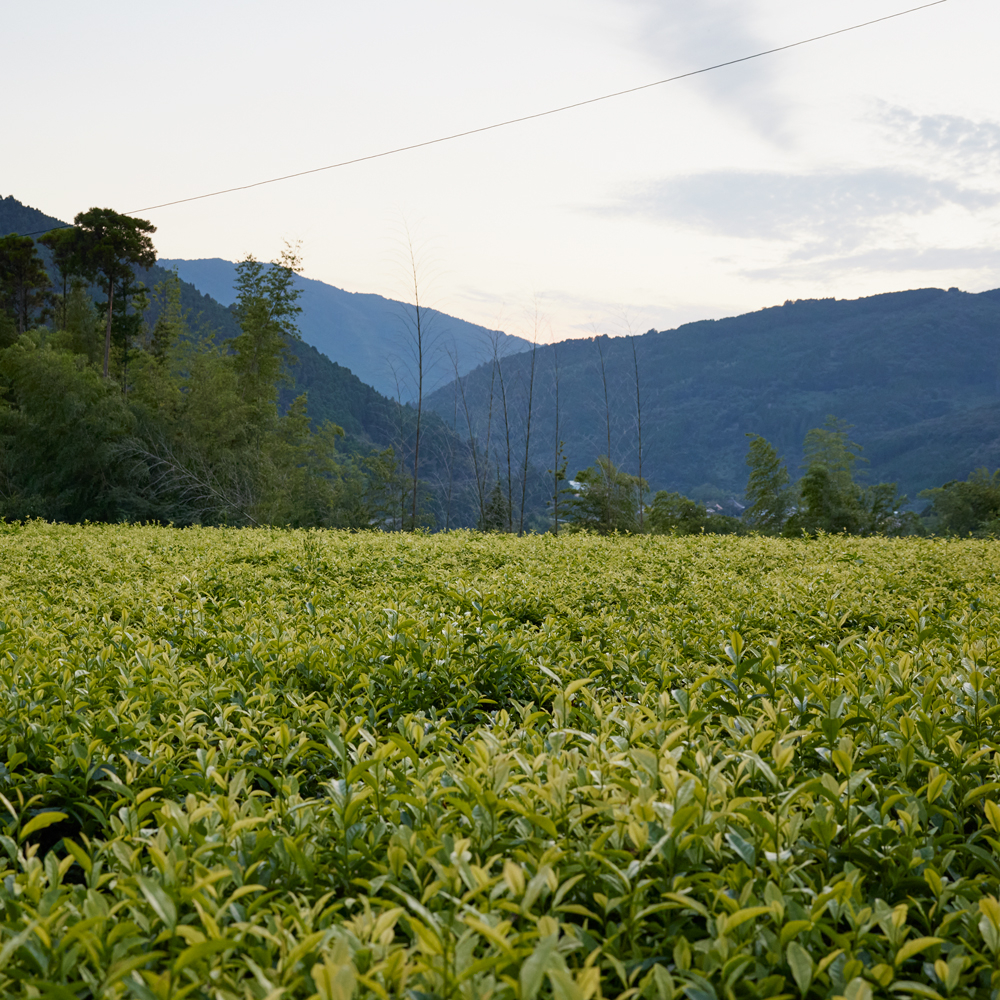 Sencha Hoshino Hakusei Sencha Hoshino Hakusei