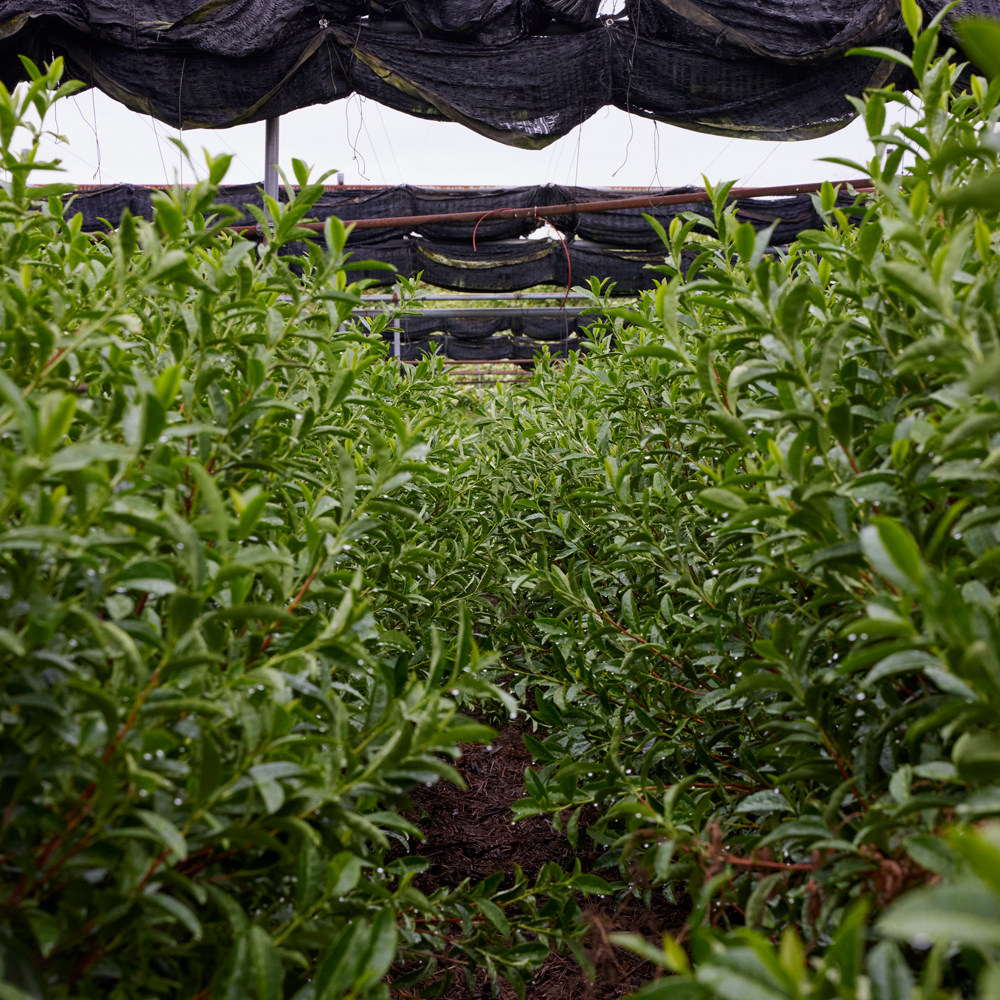 Organic Tencha Sōon Organic Tencha Sōon