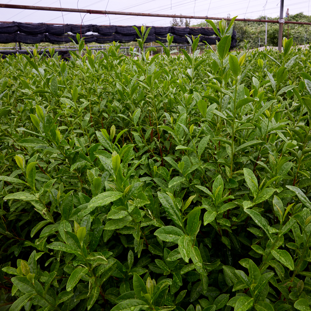 Gyokuro Tencha Usuore Sōon Bio