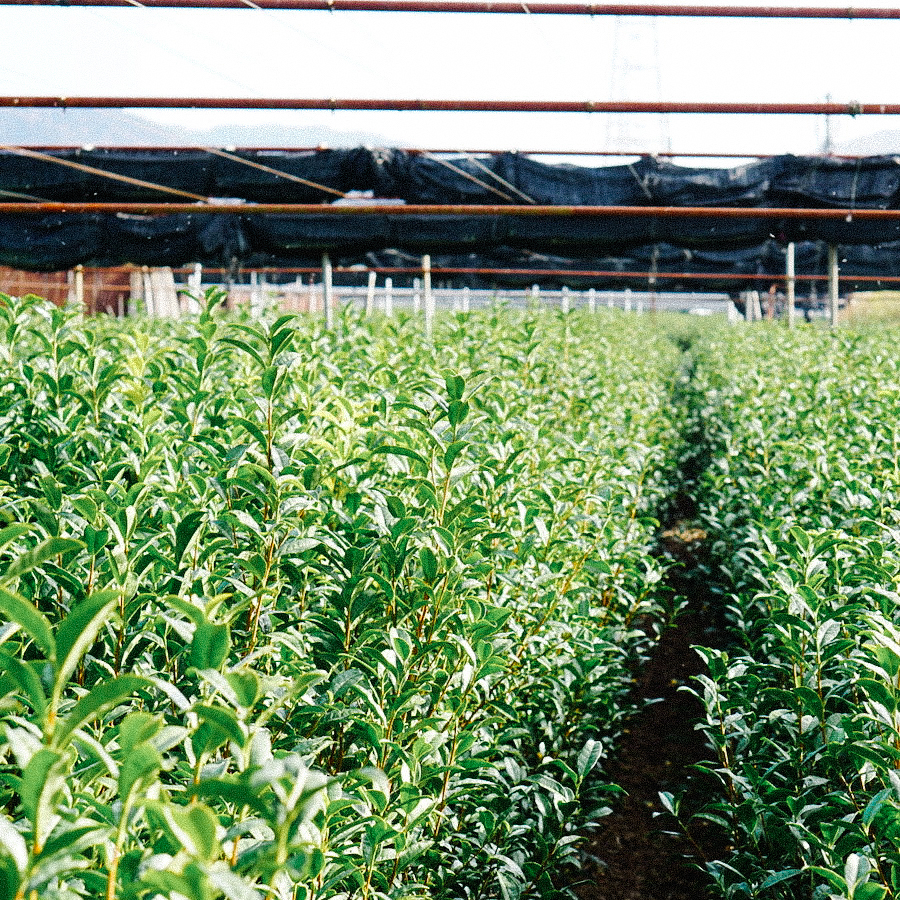 Gyokuro Tencha Usuore Sōon Bio Gyokuro Tencha Usuore Sōon Bio