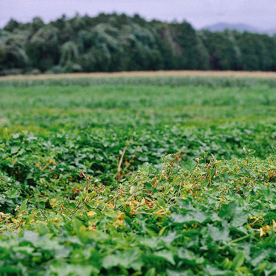 Organic Bancha Kaori Organic Bancha Kaori
