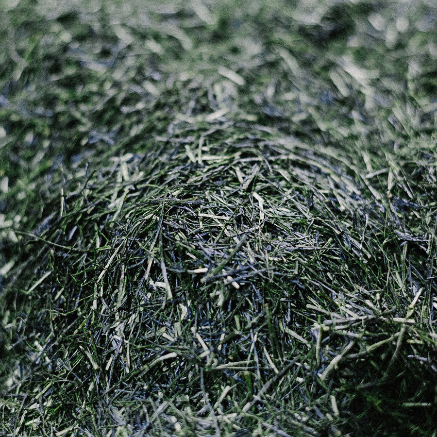 Wakocha Yame Yabukita Organic Wakocha Yame Yabukita Organic