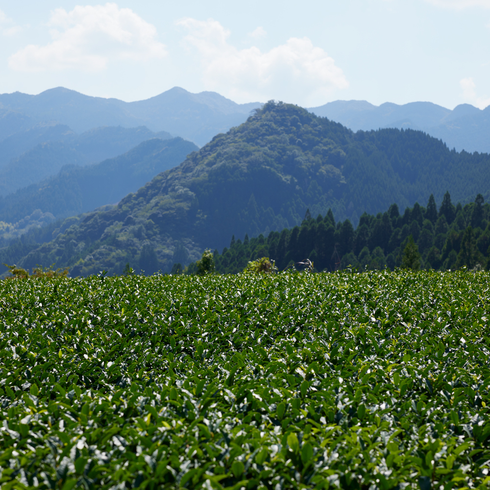 Wakocha Yame Sayamakaori Bio