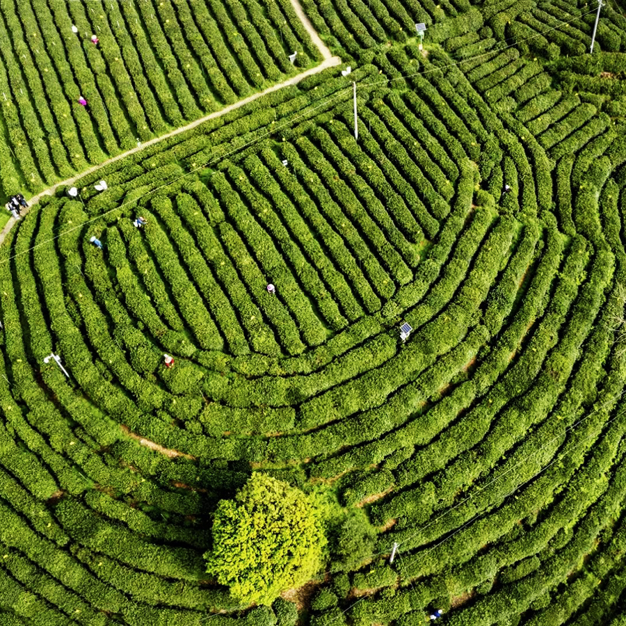 Keemun Gong Fu Imperial Grade Keemun Gong Fu Imperial Grade