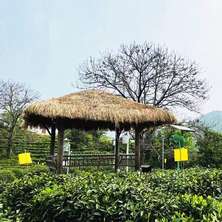 Keemun Gong Fu Imperial Grade Keemun Gong Fu Imperial Grade