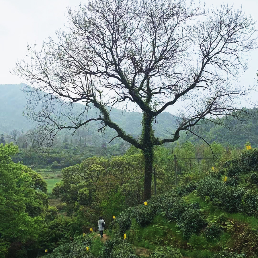 Keemun Gong Fu Imperial Grade Keemun Gong Fu Imperial Grade